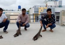 बंद शाळेत मसन्या उदच्या तीन पिल्लांचा हैदोस