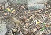 स्वामी भक्ती असावी तर अशी…