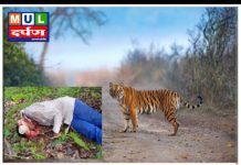 वाघाच्या हल्ल्यात गुराखी ठार मूल तालुक्यातील घटना