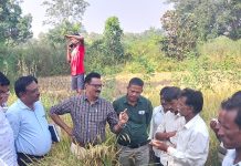 कृषि अधिकाऱ्यांनी केली लष्करी अळी नुकसानीची पाहणी